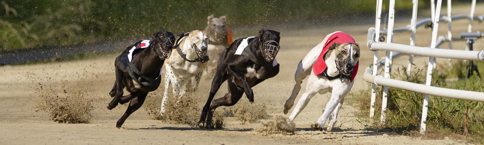 19++ Greyhound results from england tonight best strategy